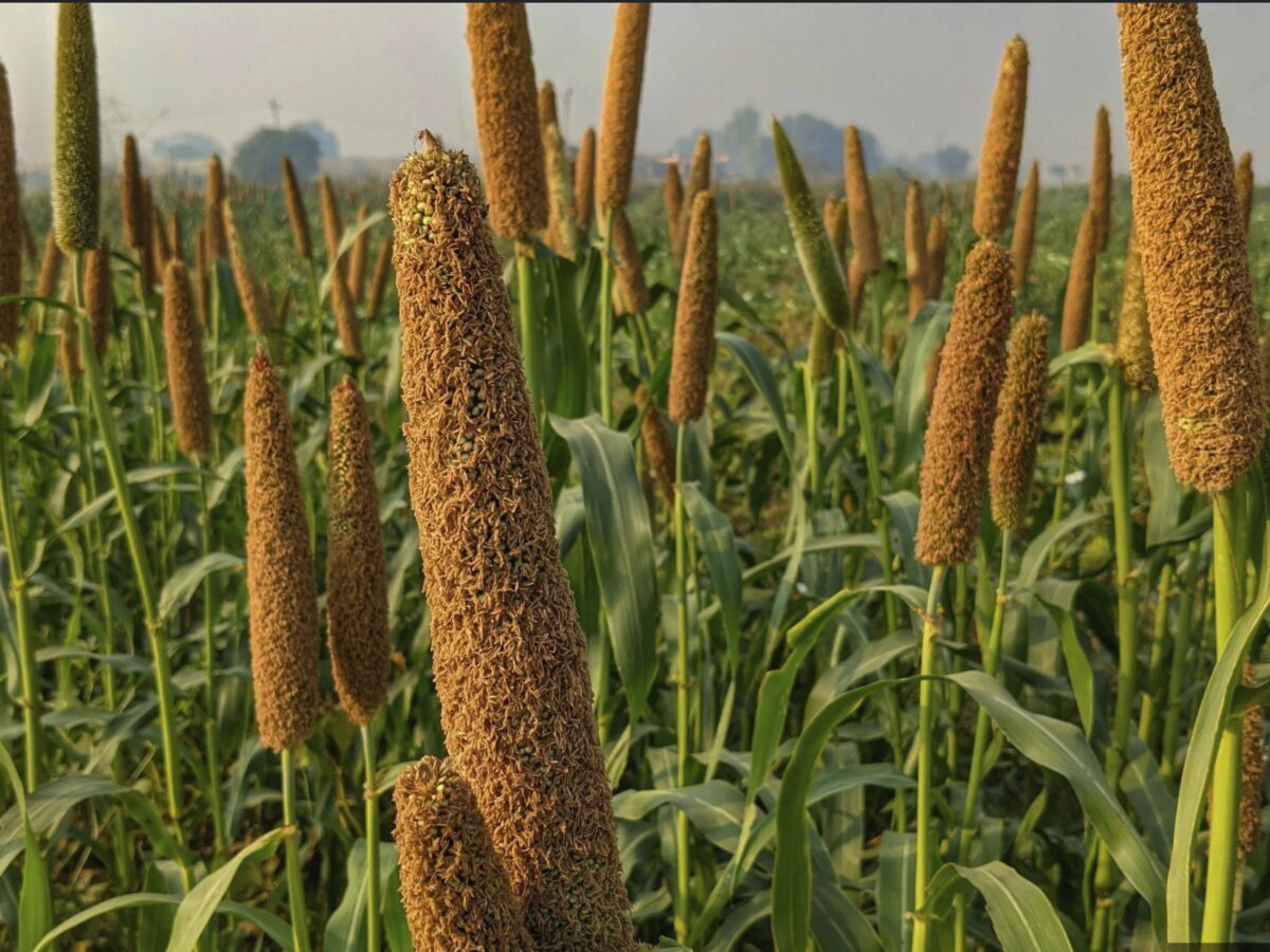 Aerial view of diversified plots illustrating future-ready farming systems
