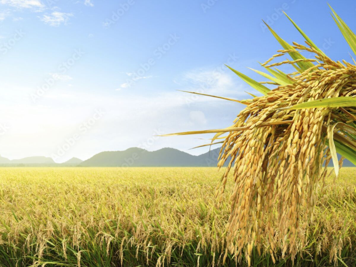 Rice farmers and Jolof-Farmer advisors planning the next irrigation pass